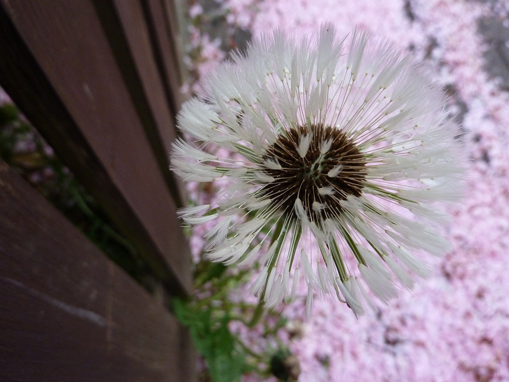 P1030073.JPG - Cherry petals