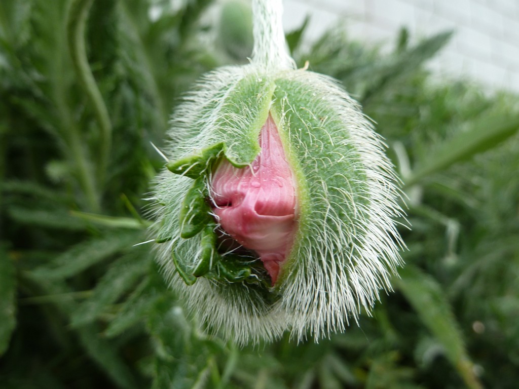 P1030091.JPG - Start of a bloom
