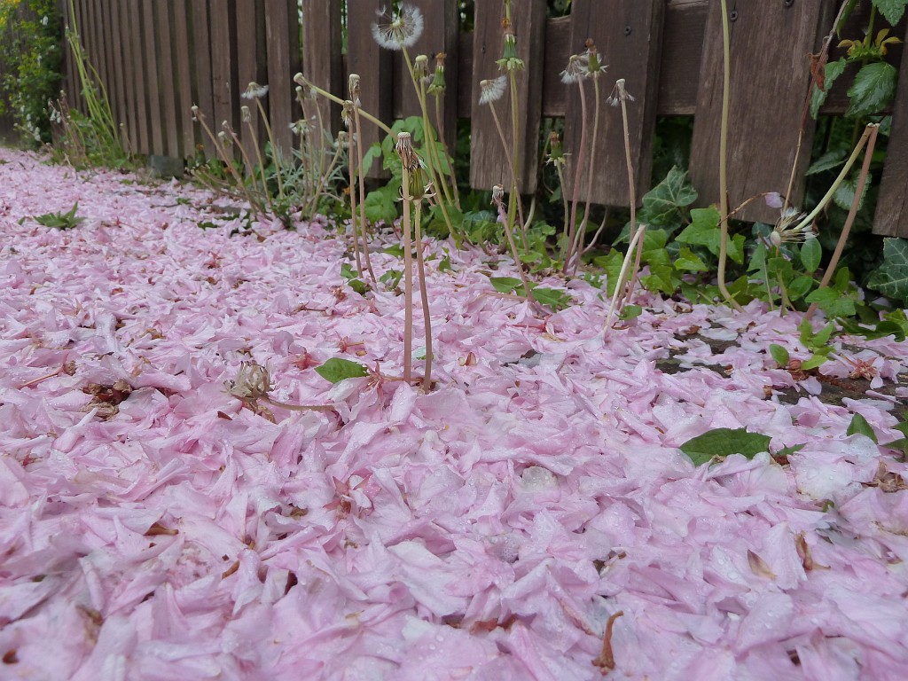 P1030098.JPG - Cherry petals