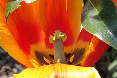 Tulip