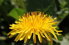 Dandelion