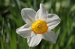 Daffodil