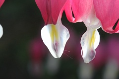 Bleeding heart