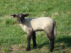 Lamb