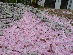 Cherry petals