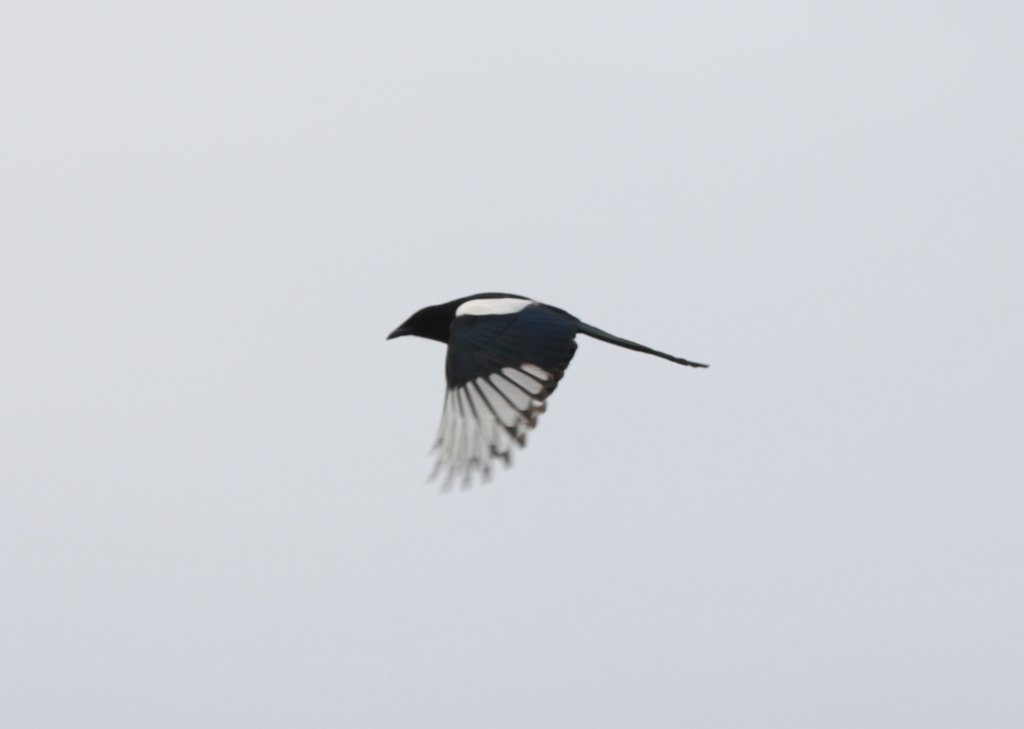 Flying european magpie  http://en.wikipedia.org/wiki/European_Magpie