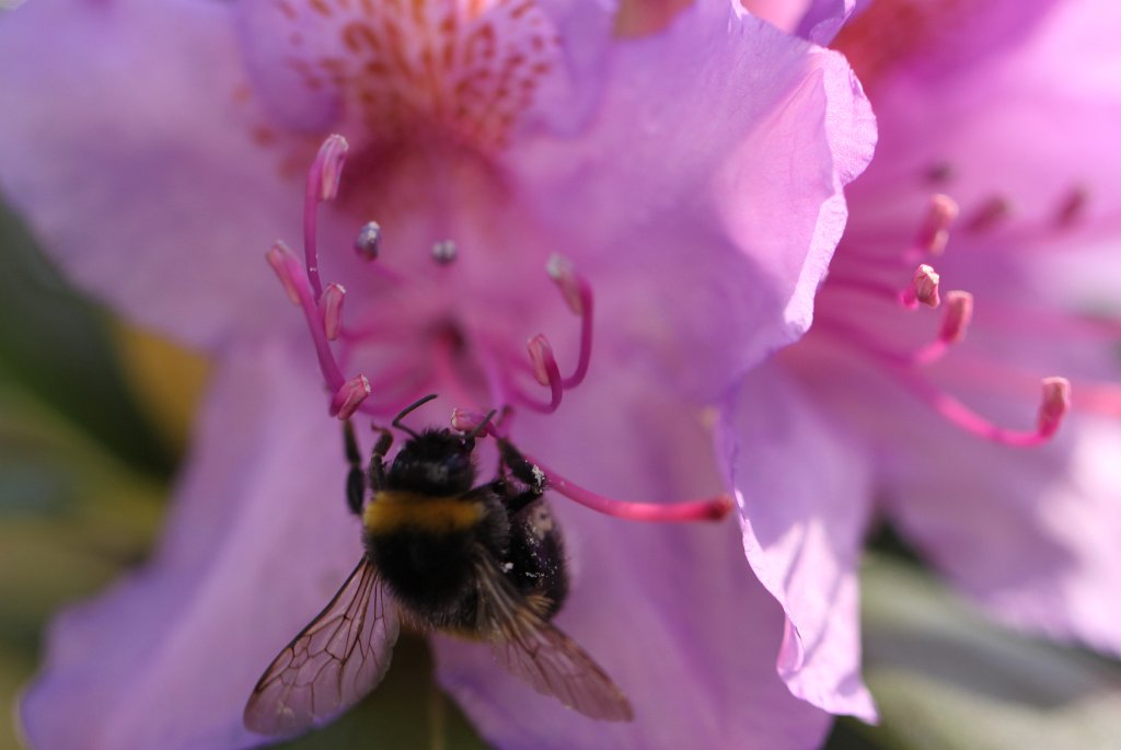 Bee on blossom