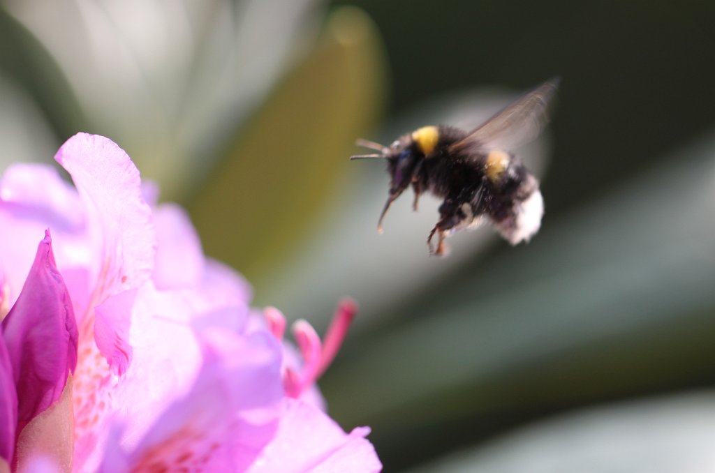 Flying bumble bee  http://en.wikipedia.org/wiki/Bumble_bee