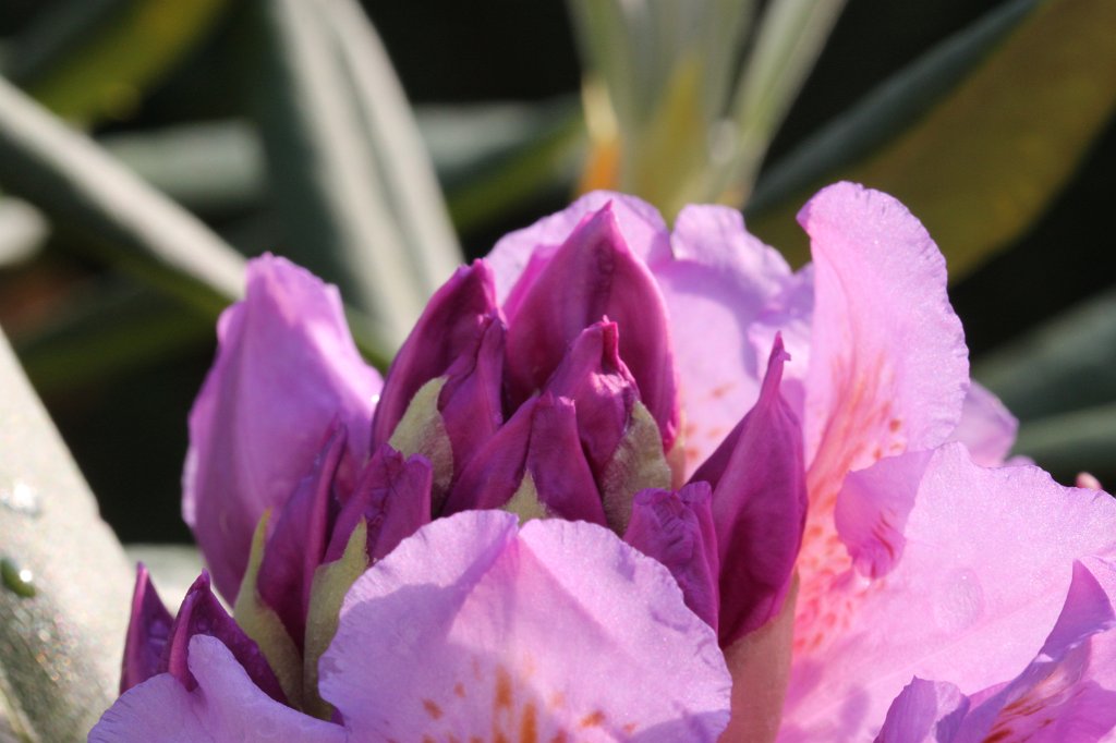 Rhododendron  http://en.wikipedia.org/wiki/Rhododendron