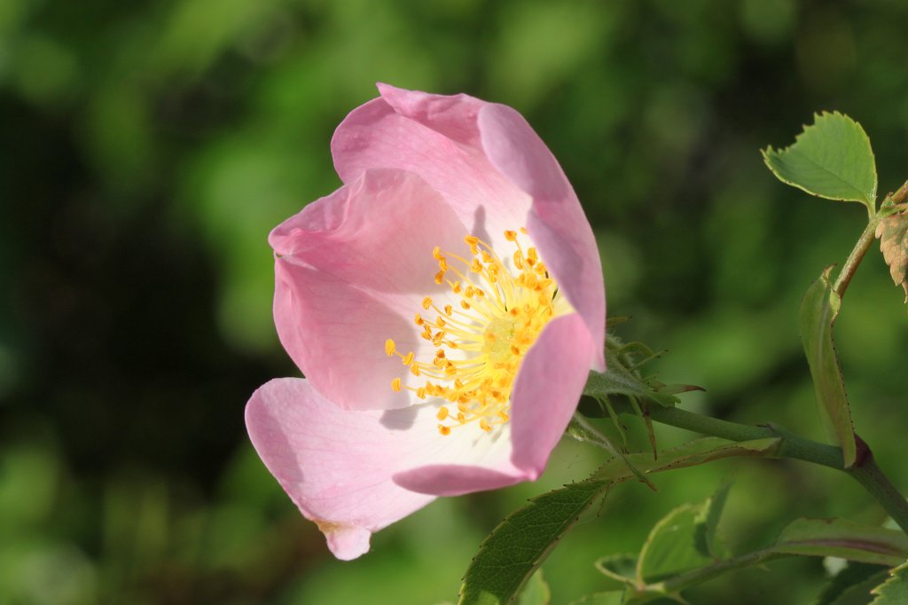 Rosa canina  http://en.wikipedia.org/wiki/Rosa_canina