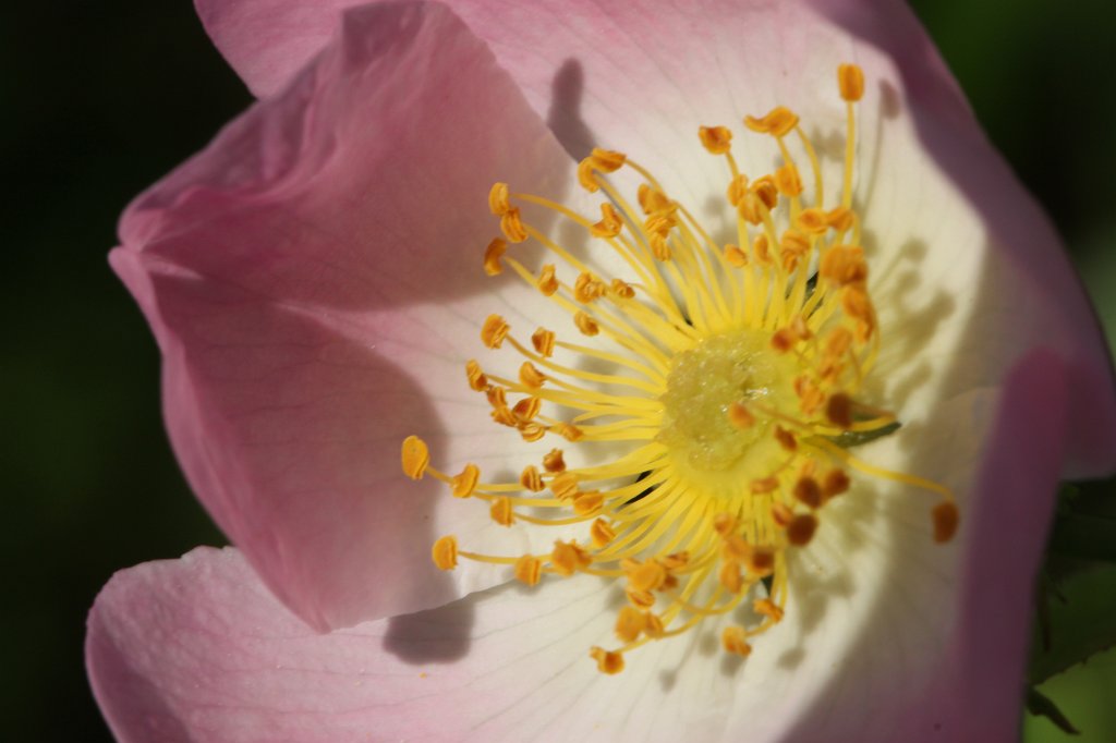 Rosa canina  http://en.wikipedia.org/wiki/Rosa_canina
