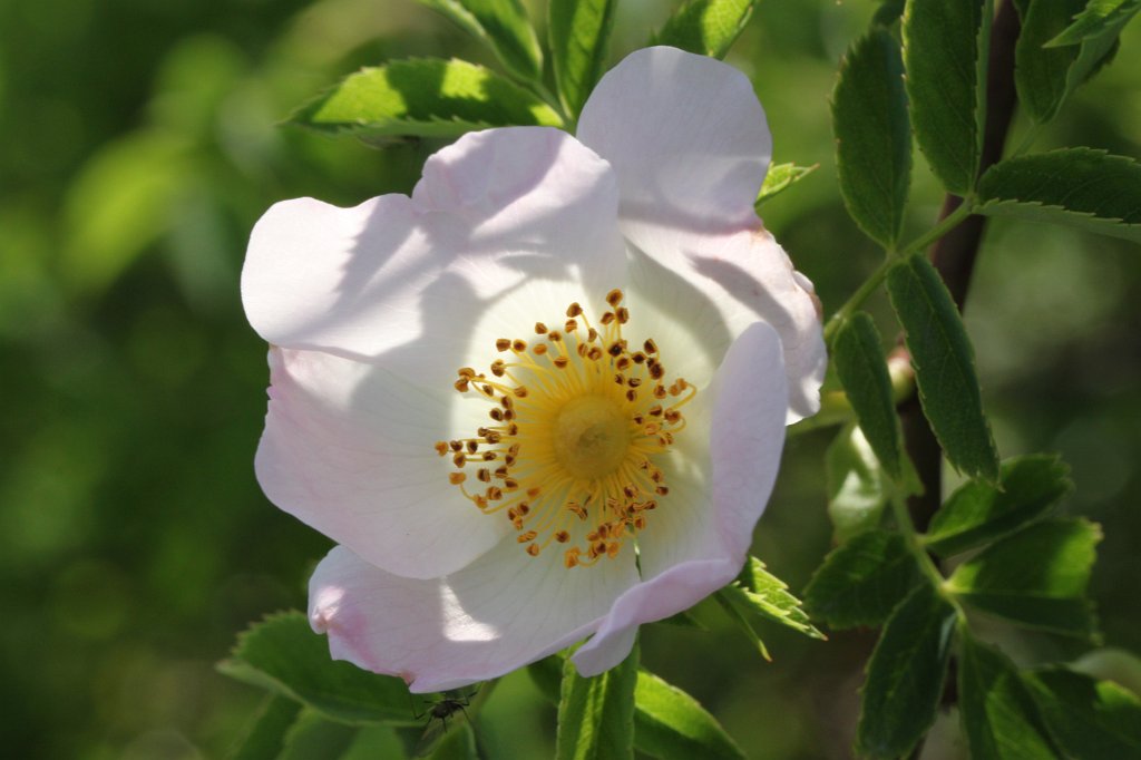 Rosa canina  http://en.wikipedia.org/wiki/Rosa_canina