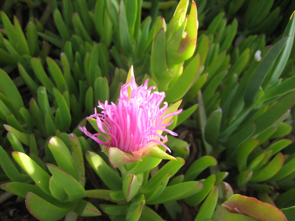 Flower near the beach