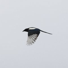 Magpie