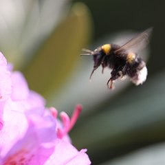Bee