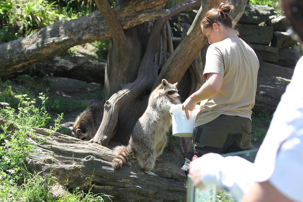 IMG_2121.JPG - Raccoon  http://en.wikipedia.org/wiki/Raccoon 