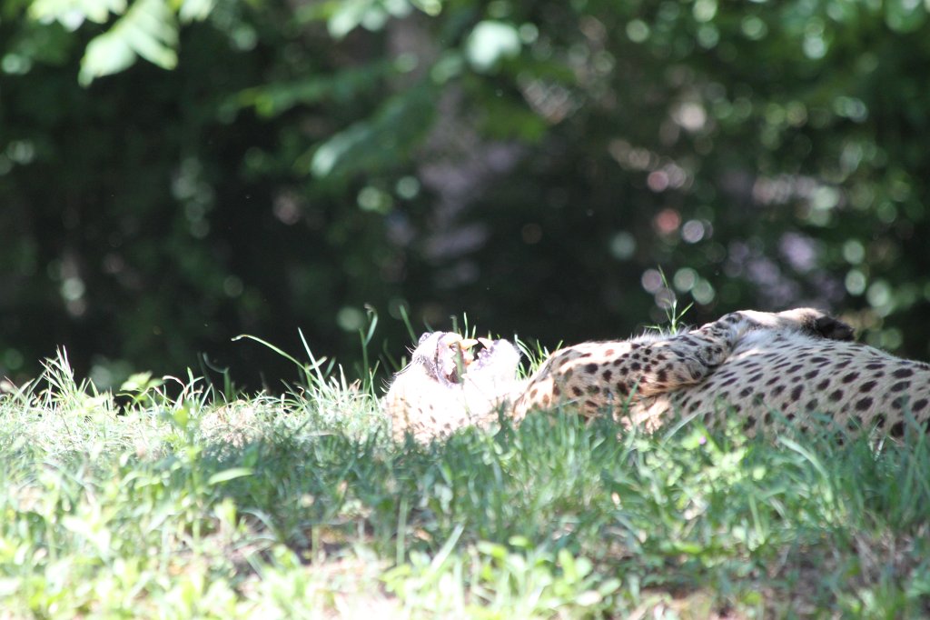 IMG_2130.JPG - Cheetah  http://en.wikipedia.org/wiki/Cheetah 