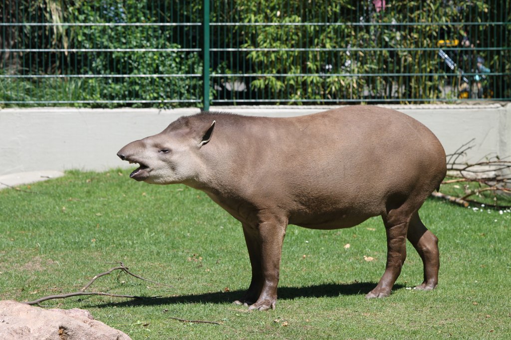 IMG_2136.JPG - Lowland Tapir  http://en.wikipedia.org/wiki/South_American_Tapir 
