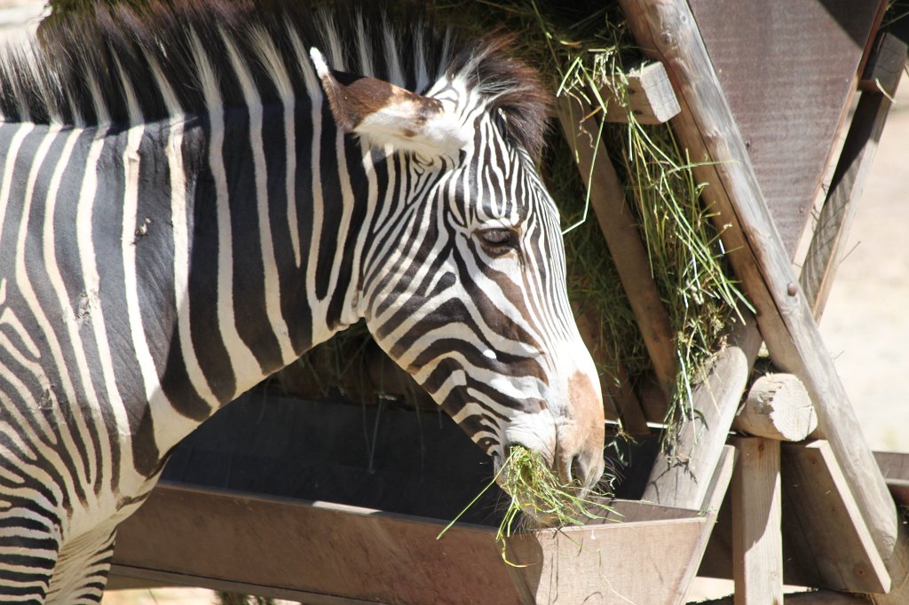 IMG_2150.JPG - GrÃ©vy's Zebra  http://en.wikipedia.org/wiki/Gr%C3%A9vy%27s_Zebra 