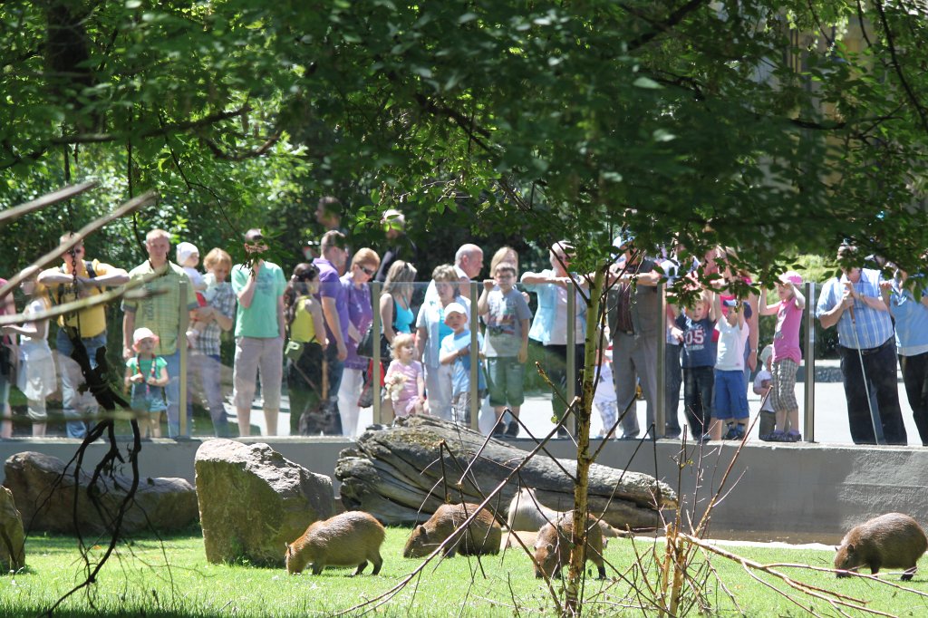 IMG_2156.JPG - Capybaras  http://en.wikipedia.org/wiki/Capybara  & Peoples