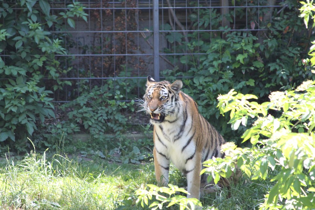 IMG_2164.JPG - Tiger  http://en.wikipedia.org/wiki/Tiger 