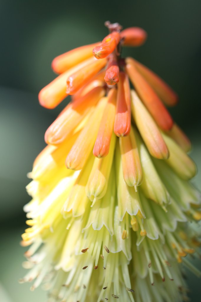 IMG_2171.JPG - Bloom