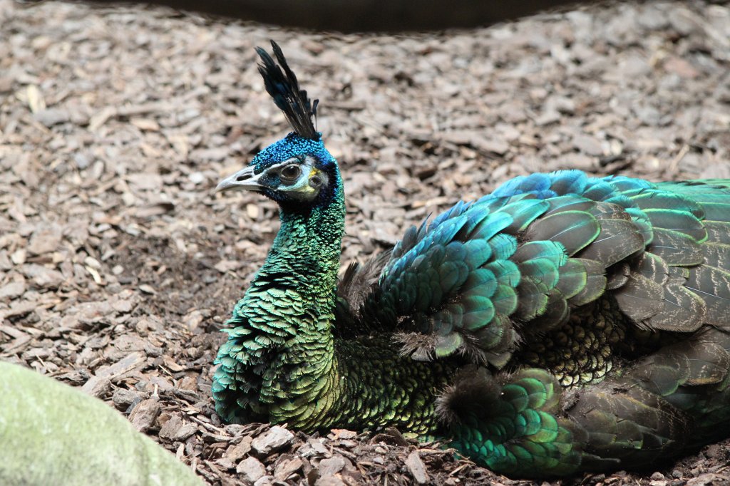 IMG_2216.JPG - Pavo  http://en.wikipedia.org/wiki/Pavo_(genus) 