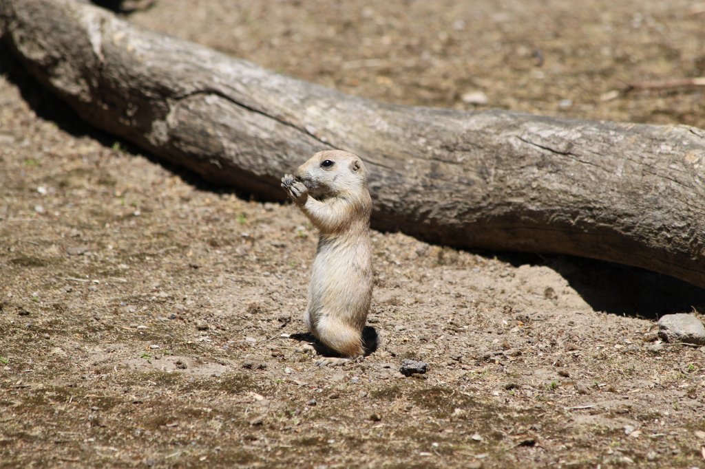 IMG_2252.JPG - Prairie dog  http://en.wikipedia.org/wiki/Prairie_dog 