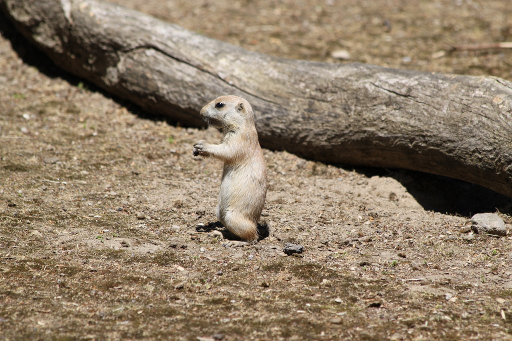 IMG_2253.JPG - Prairie dog  http://en.wikipedia.org/wiki/Prairie_dog 