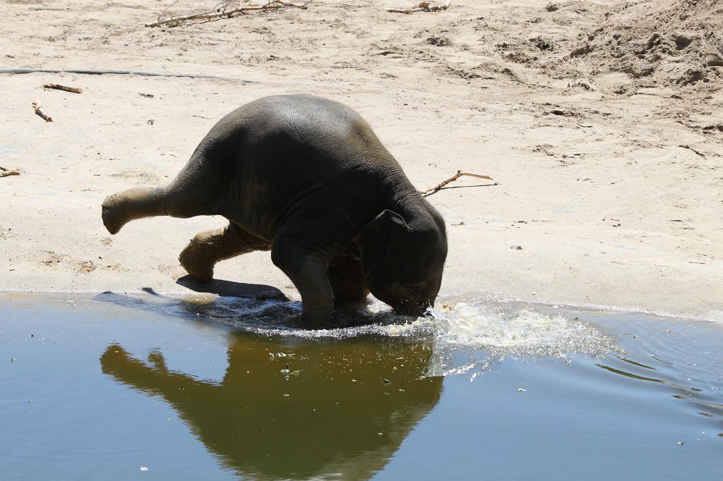 IMG_2281.JPG - Elephant taking a bath  http://en.wikipedia.org/wiki/Elephant 