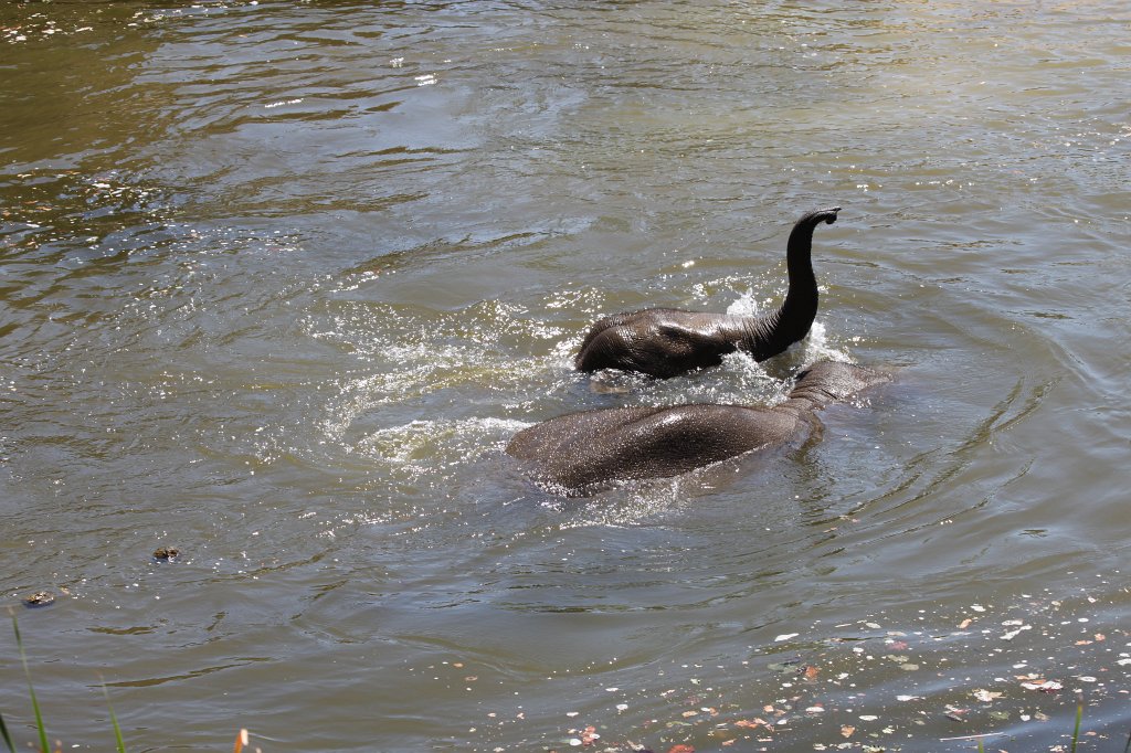 IMG_2301.JPG - Elephants having fun in the water  http://en.wikipedia.org/wiki/Elephant 