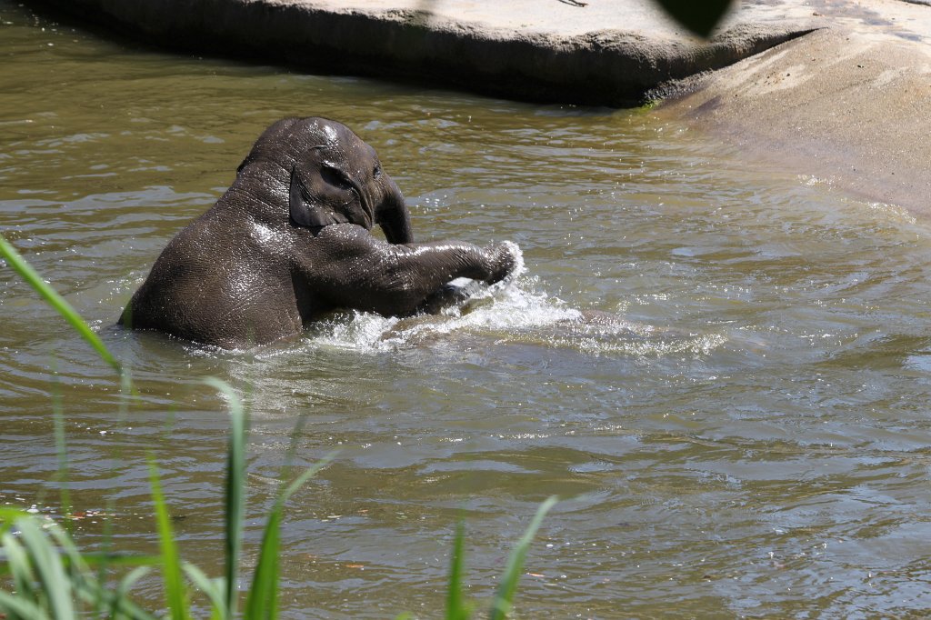 IMG_2334.JPG - Elephants having fun in the water  http://en.wikipedia.org/wiki/Elephant 