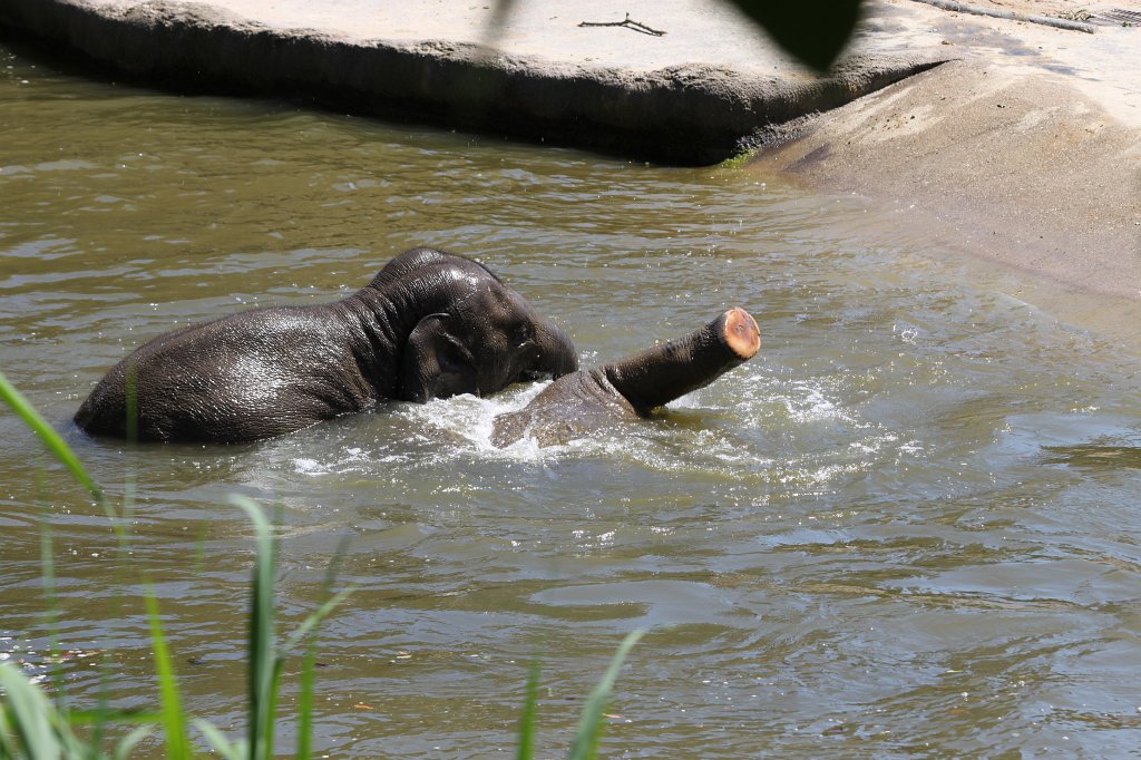 IMG_2335.JPG - Elephants having fun in the water  http://en.wikipedia.org/wiki/Elephant 
