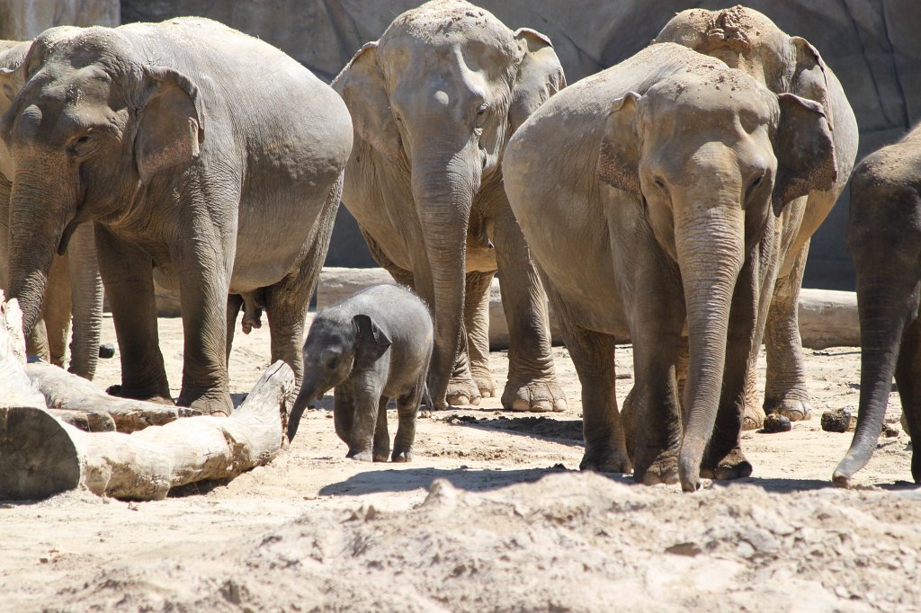 IMG_2355.JPG - Rajendra the baby elephant  http://en.wikipedia.org/wiki/Elephant 
