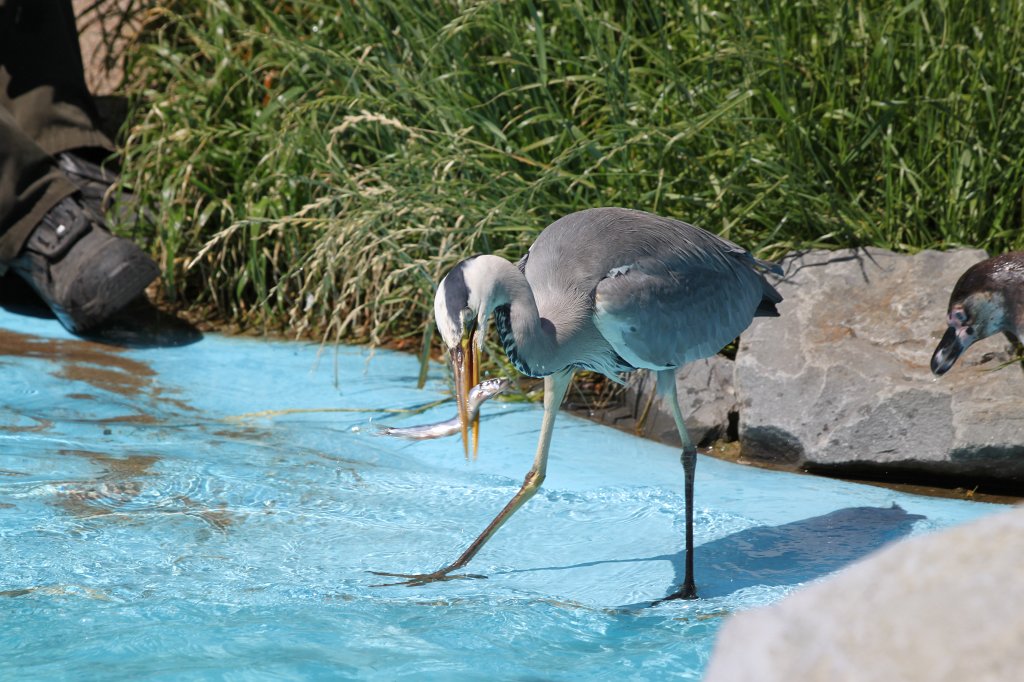 IMG_2406.JPG - Fedding the penguins and the heron  http://en.wikipedia.org/wiki/Grey_Heron 