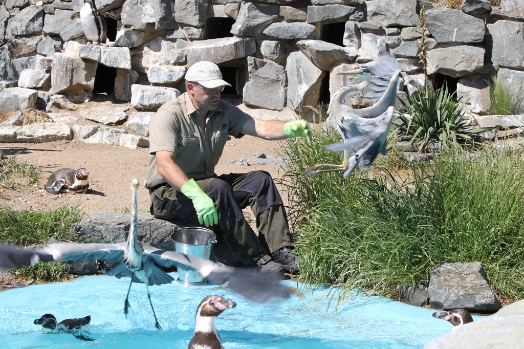 IMG_2420.JPG - Herons fighting for the fish  http://en.wikipedia.org/wiki/Grey_Heron 