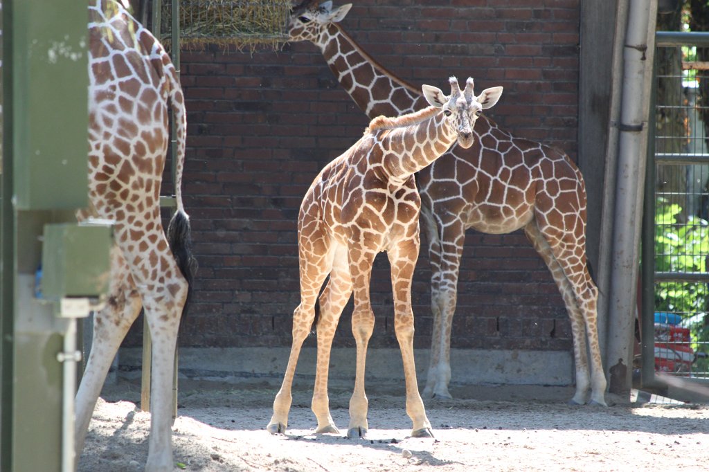 IMG_2427.JPG - Giraffes  http://en.wikipedia.org/wiki/Giraffe 