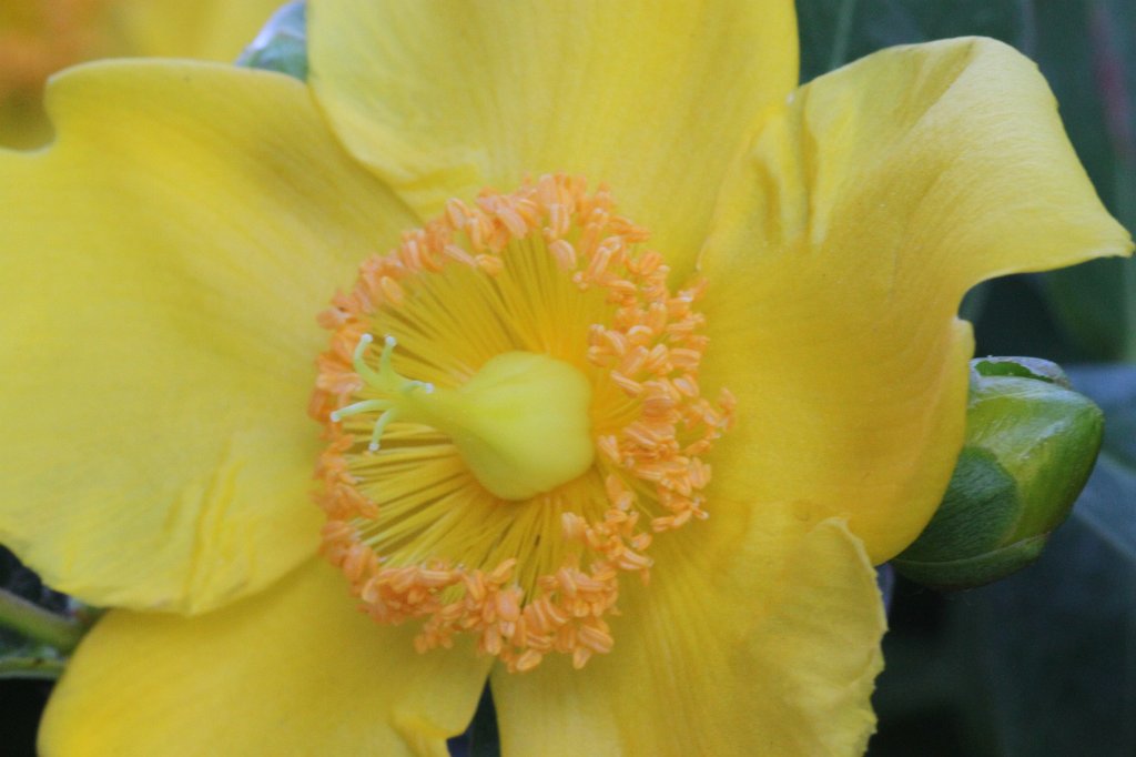 IMG_2502.JPG - Bloom