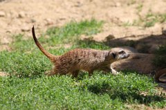 Meerkat