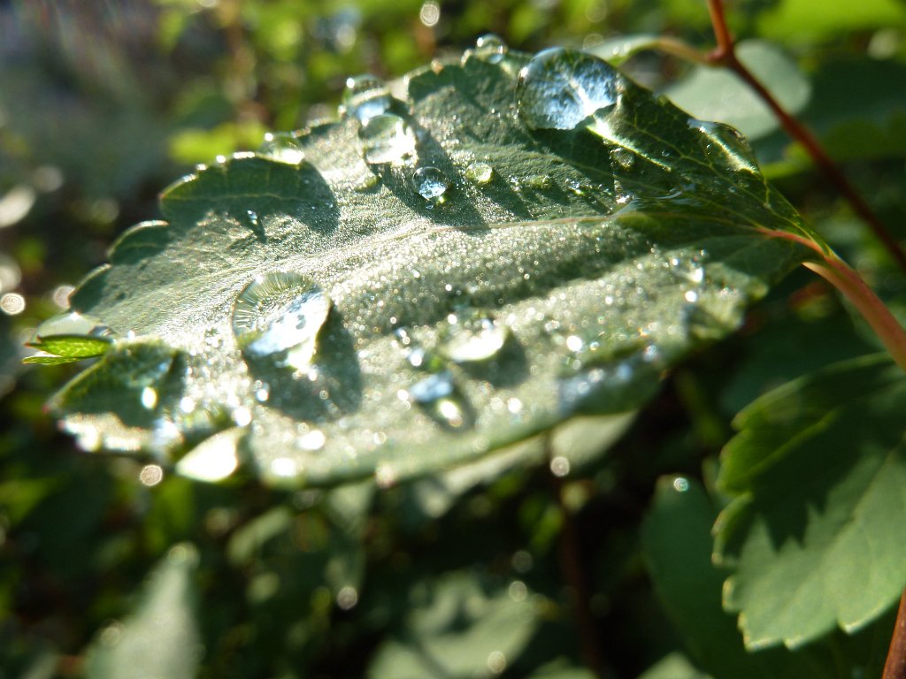 P1030493.JPG - Morning thaw on leaf