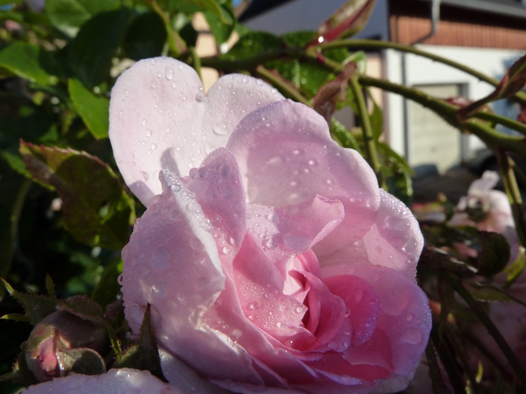 P1030508.JPG - Morning thaw on rose  http://en.wikipedia.org/wiki/Rose 