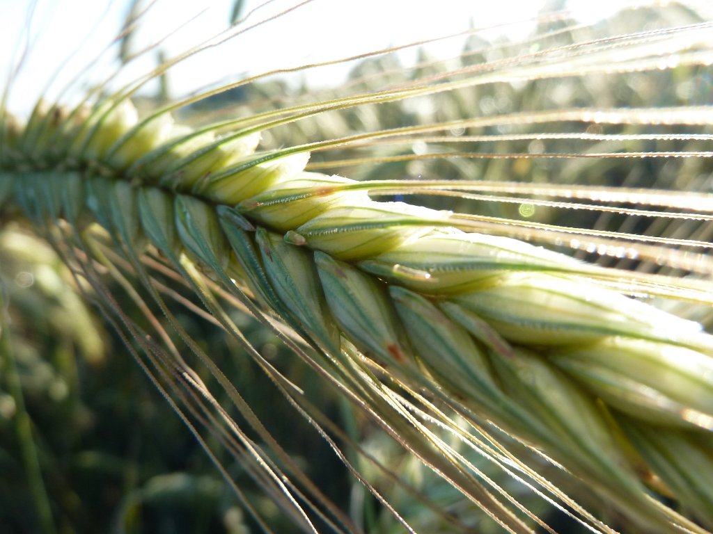 P1030512.JPG - Morning thaw on barley  http://en.wikipedia.org/wiki/Barley 