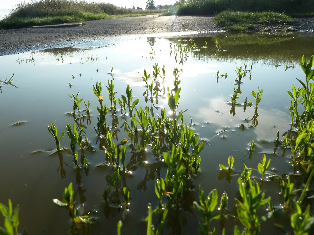P1030521.JPG - Puddle