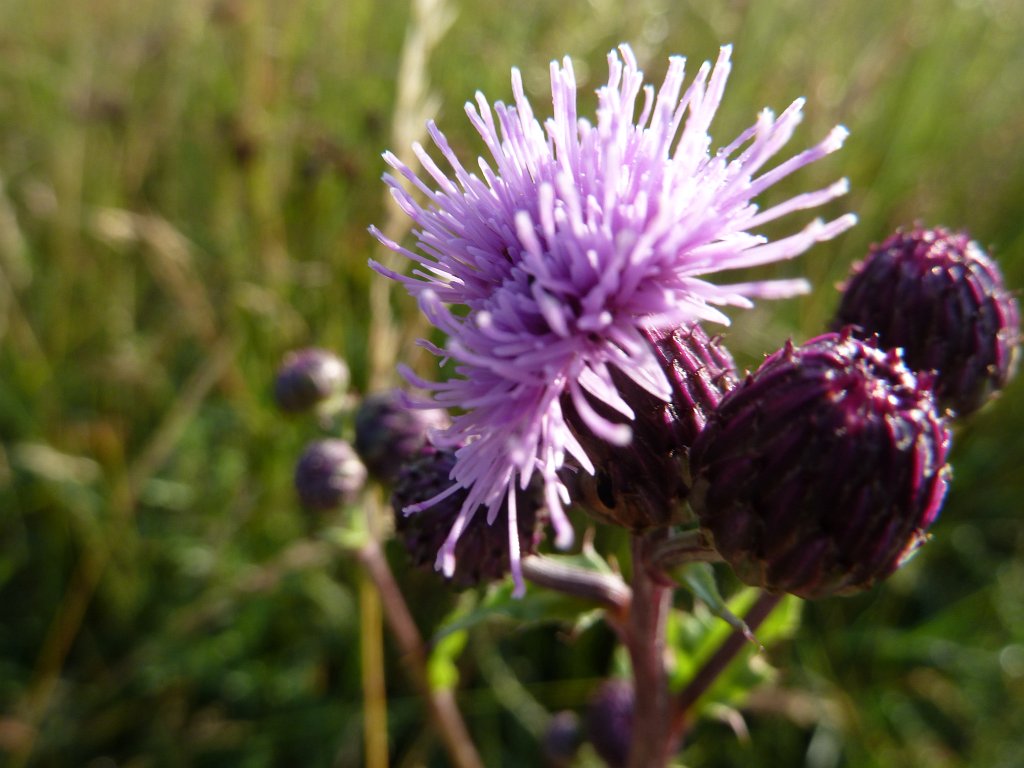 P1030528.JPG - Thistle  http://en.wikipedia.org/wiki/Thistle 