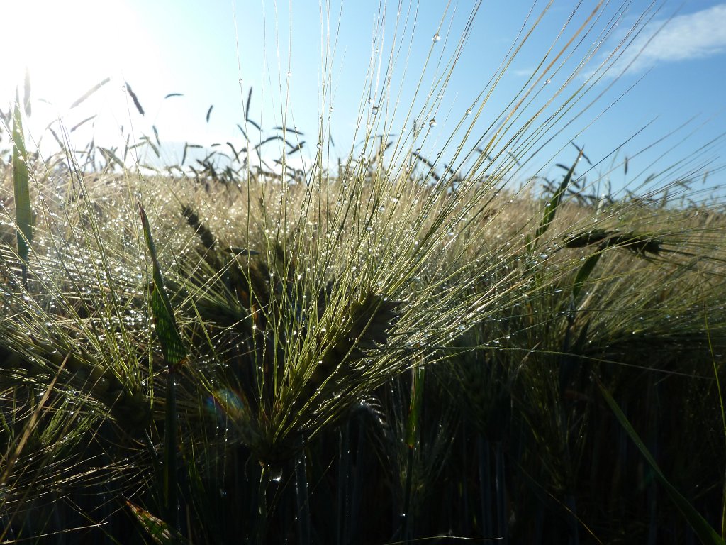 P1030549.JPG - Barley field  http://en.wikipedia.org/wiki/Barley 