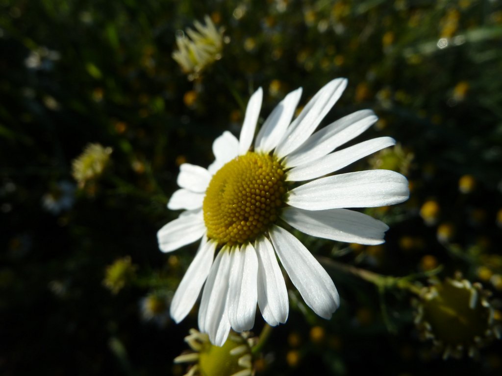 P1030568.JPG - Camomile  http://en.wikipedia.org/wiki/Matricaria_chamomilla 