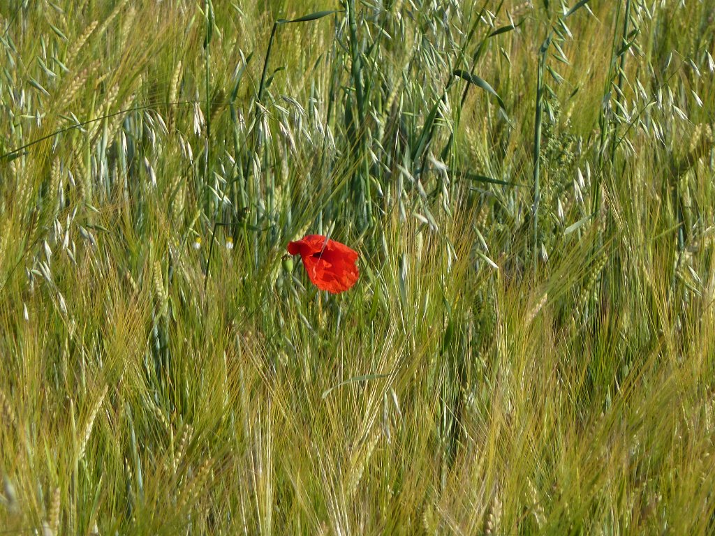 P1030573.JPG - Poppy  http://en.wikipedia.org/wiki/Poppy 