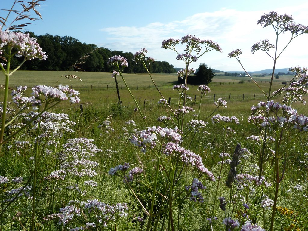 P1030588.JPG - Bloom