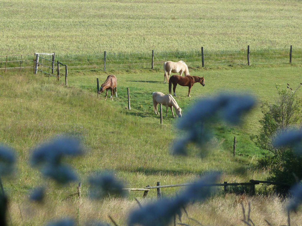 P1030589.JPG - Horses