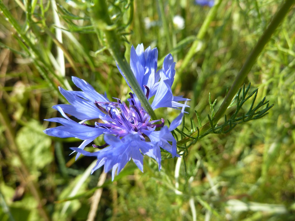 P1030593.JPG - Cornflower  http://en.wikipedia.org/wiki/Corn_flowers 